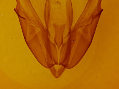 genitalia view of adult Acronicta hasta