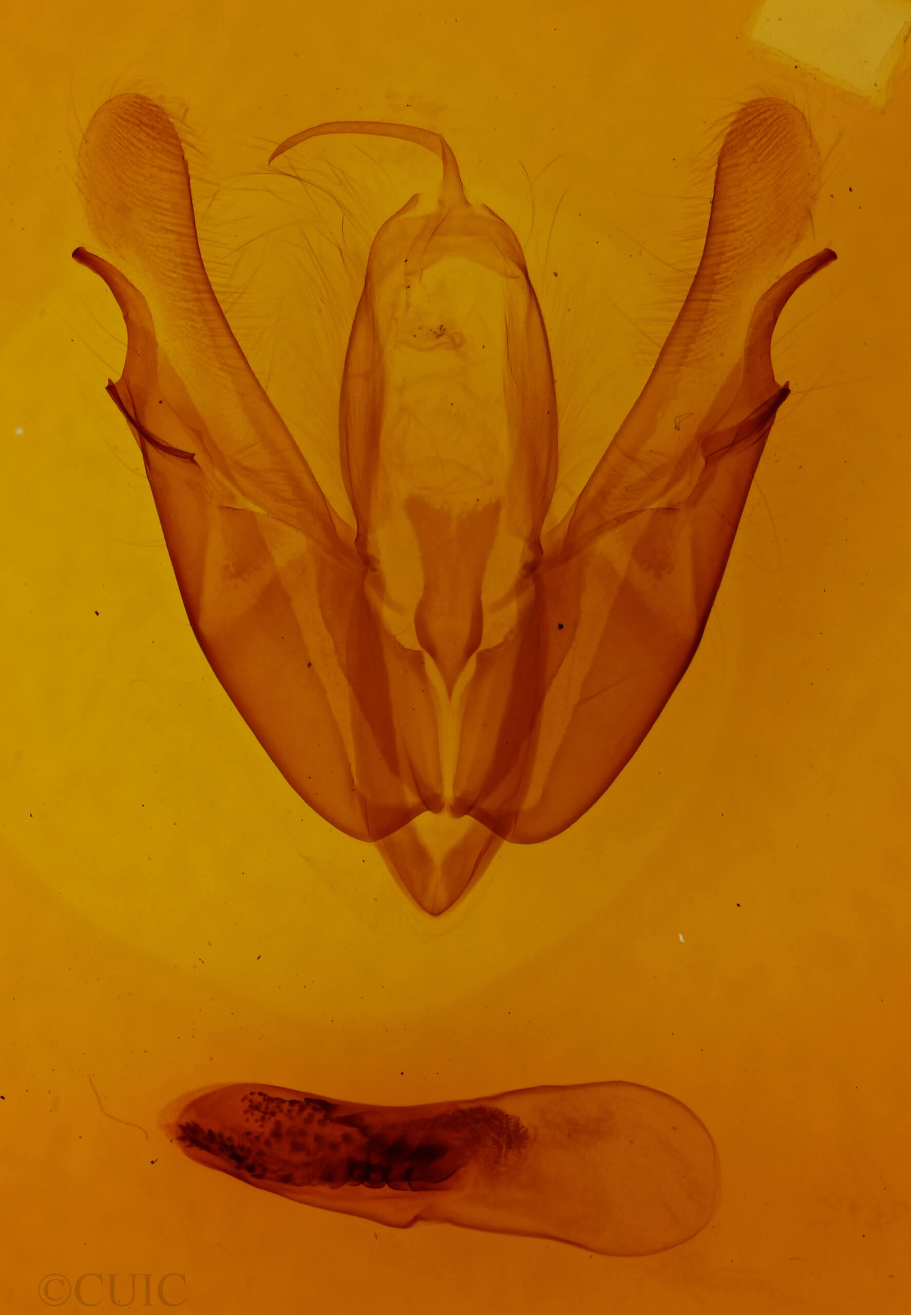 genitalia view of adult Acronicta hasta