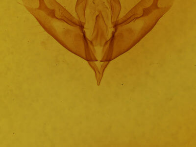 genitalia view of adult Acronicta increta