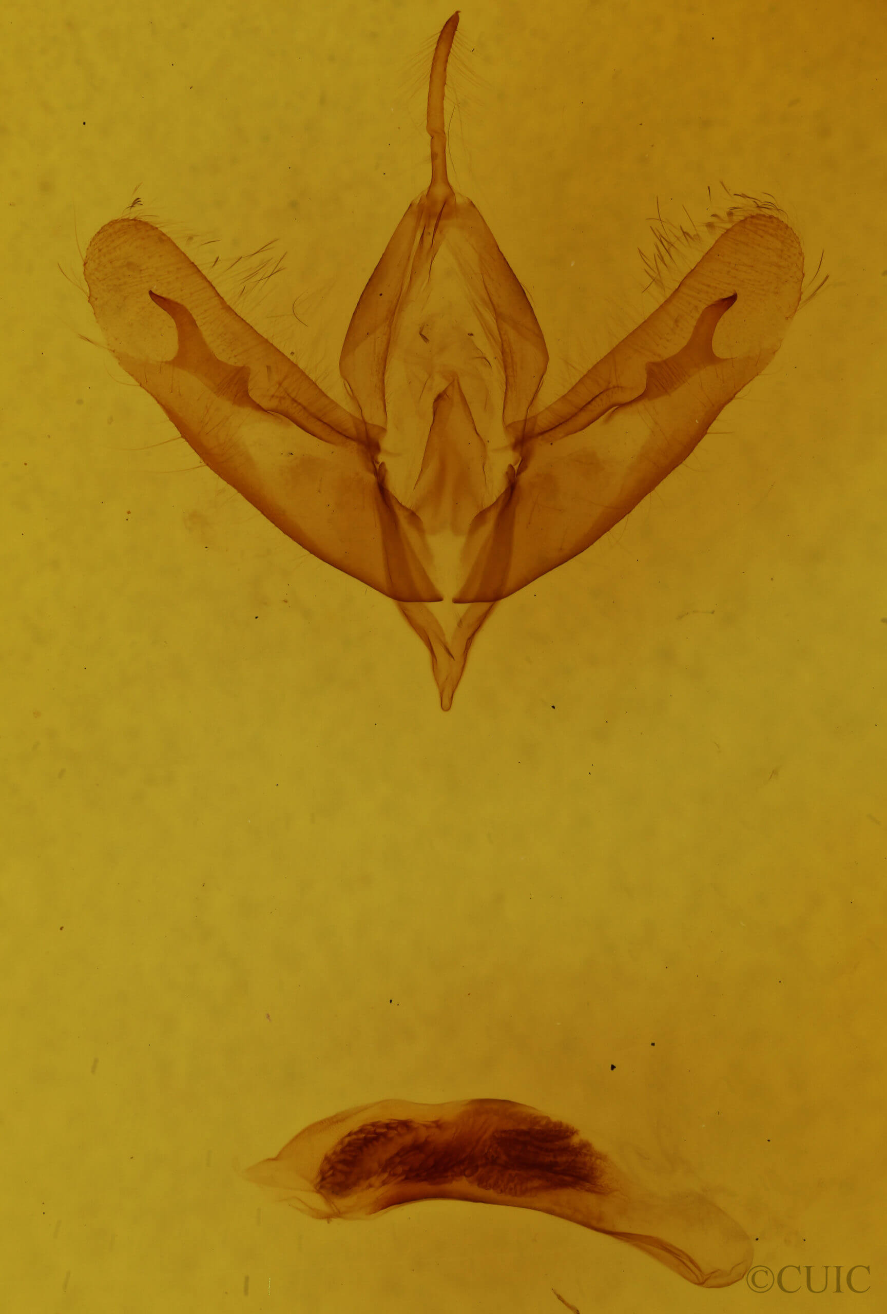 genitalia view of adult Acronicta increta