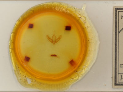 slide view of adult Acronicta increta