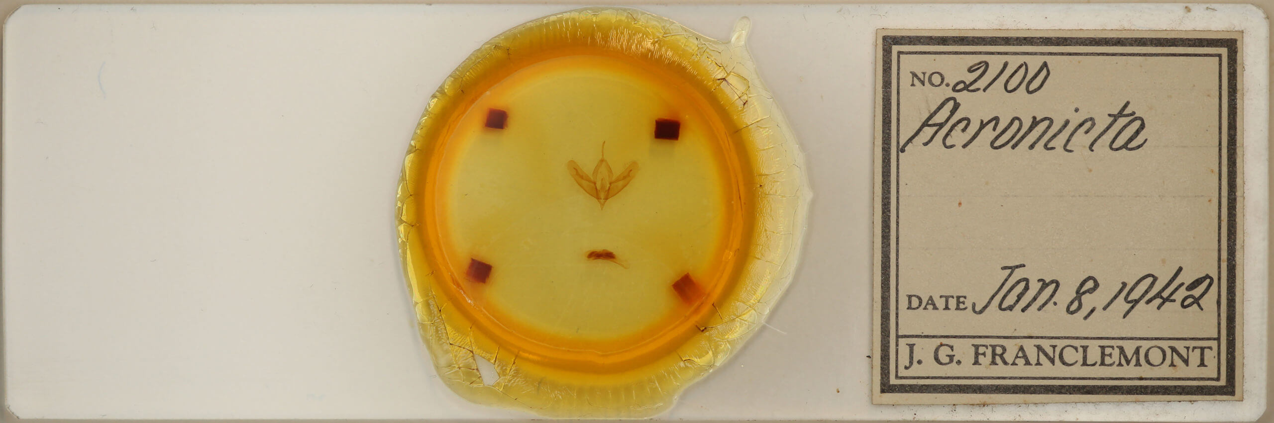 slide view of adult Acronicta increta