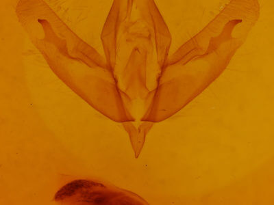 genitalia view of adult Acronicta increta
