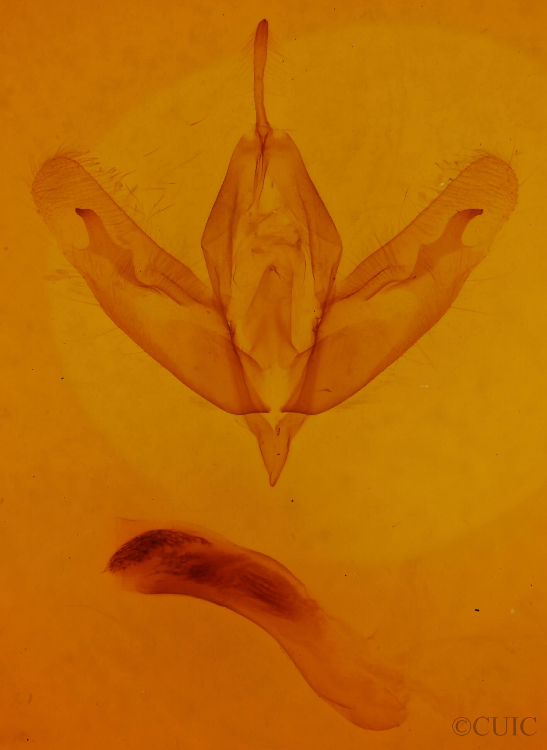 genitalia view of adult Acronicta increta