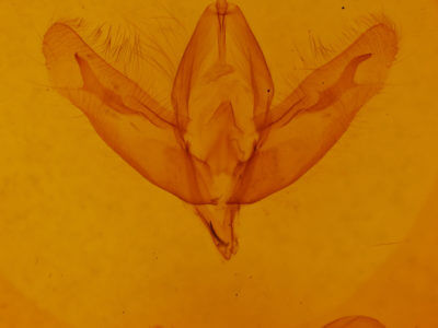 genitalia view of adult Acronicta increta