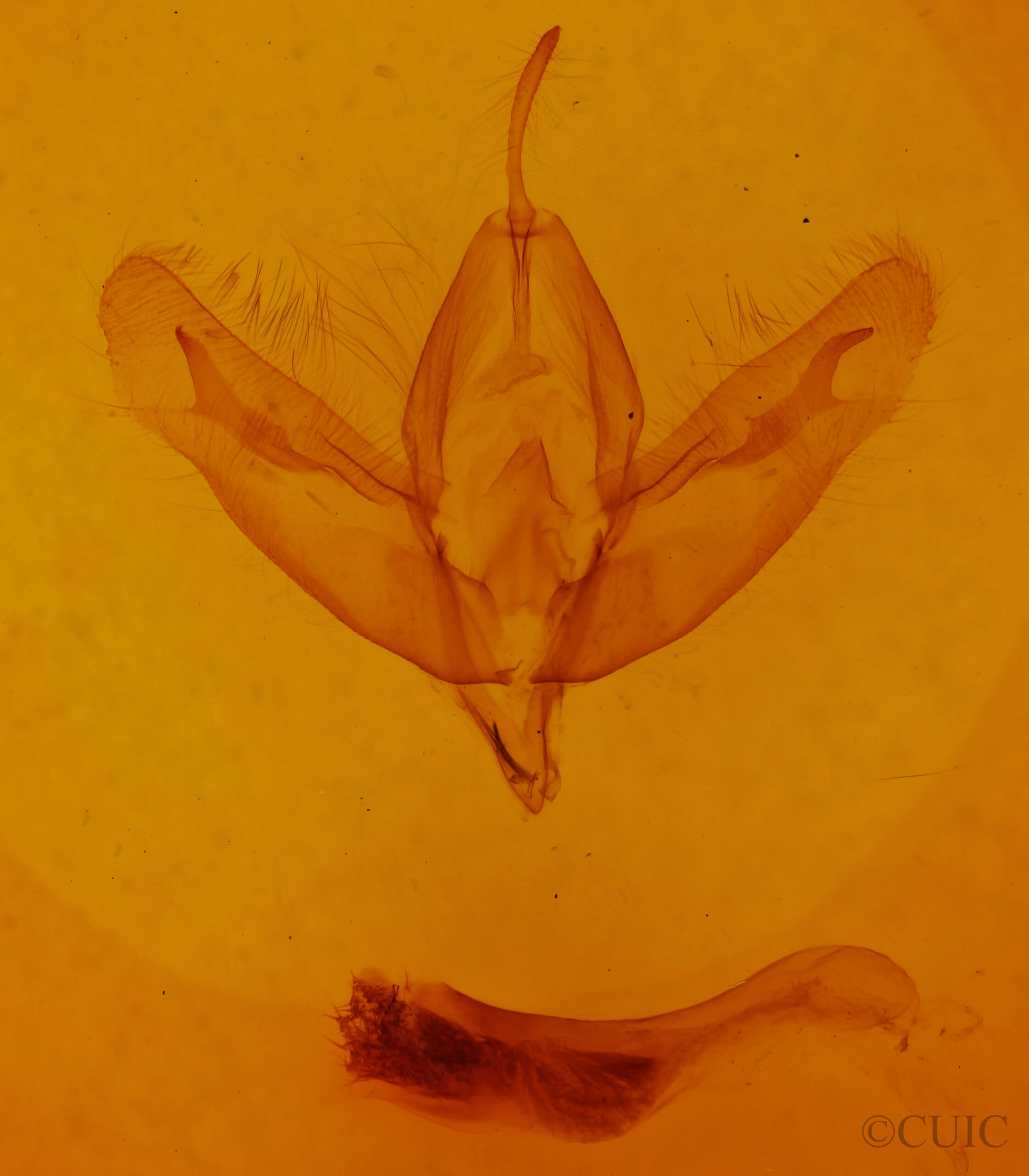 genitalia view of adult Acronicta increta