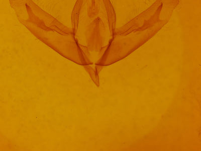 genitalia view of adult Acronicta increta