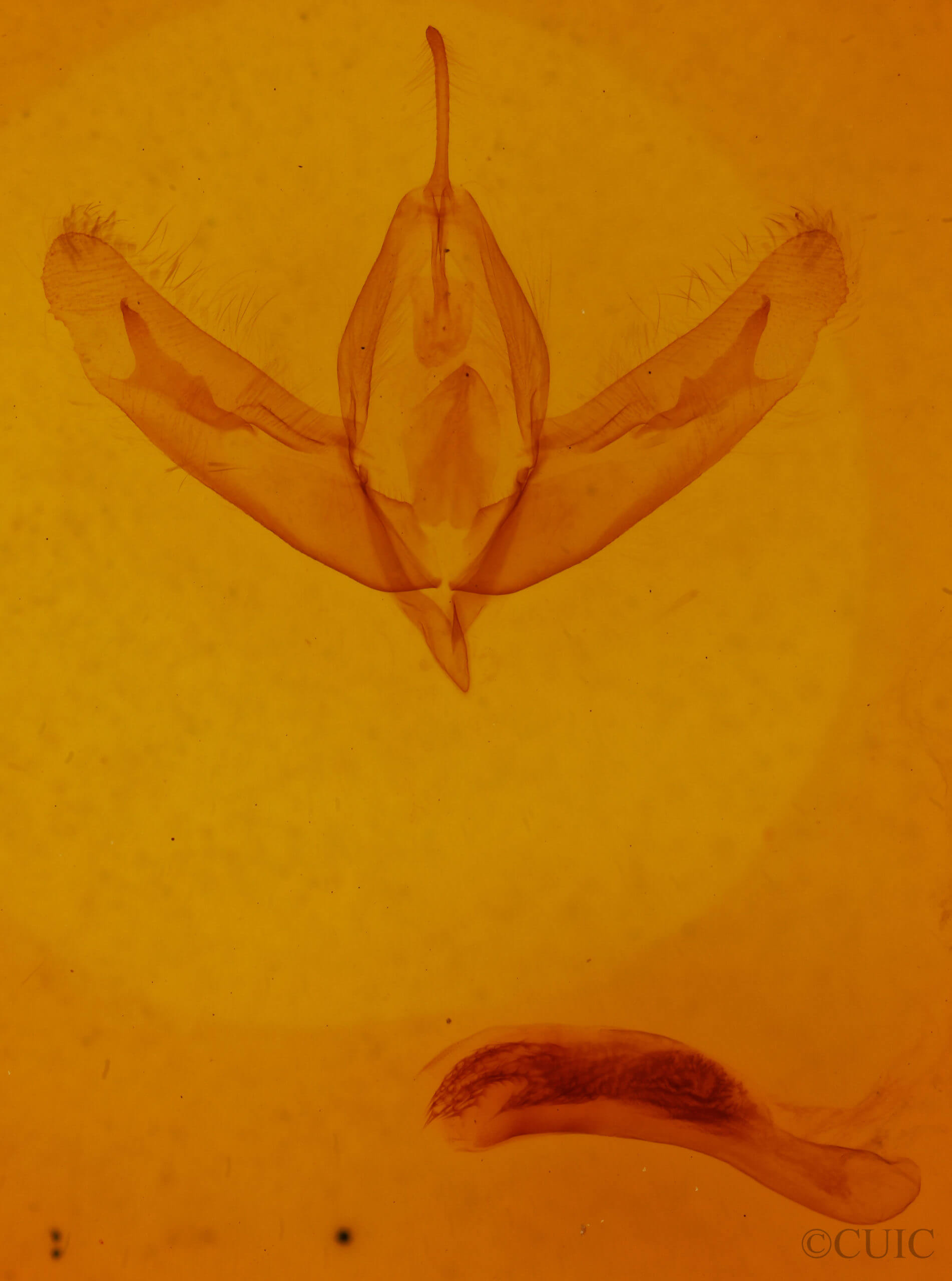 genitalia view of adult Acronicta increta