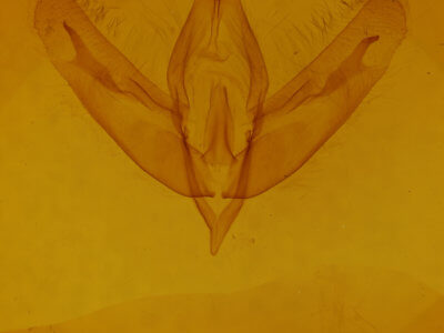 genitalia view of adult Acronicta increta