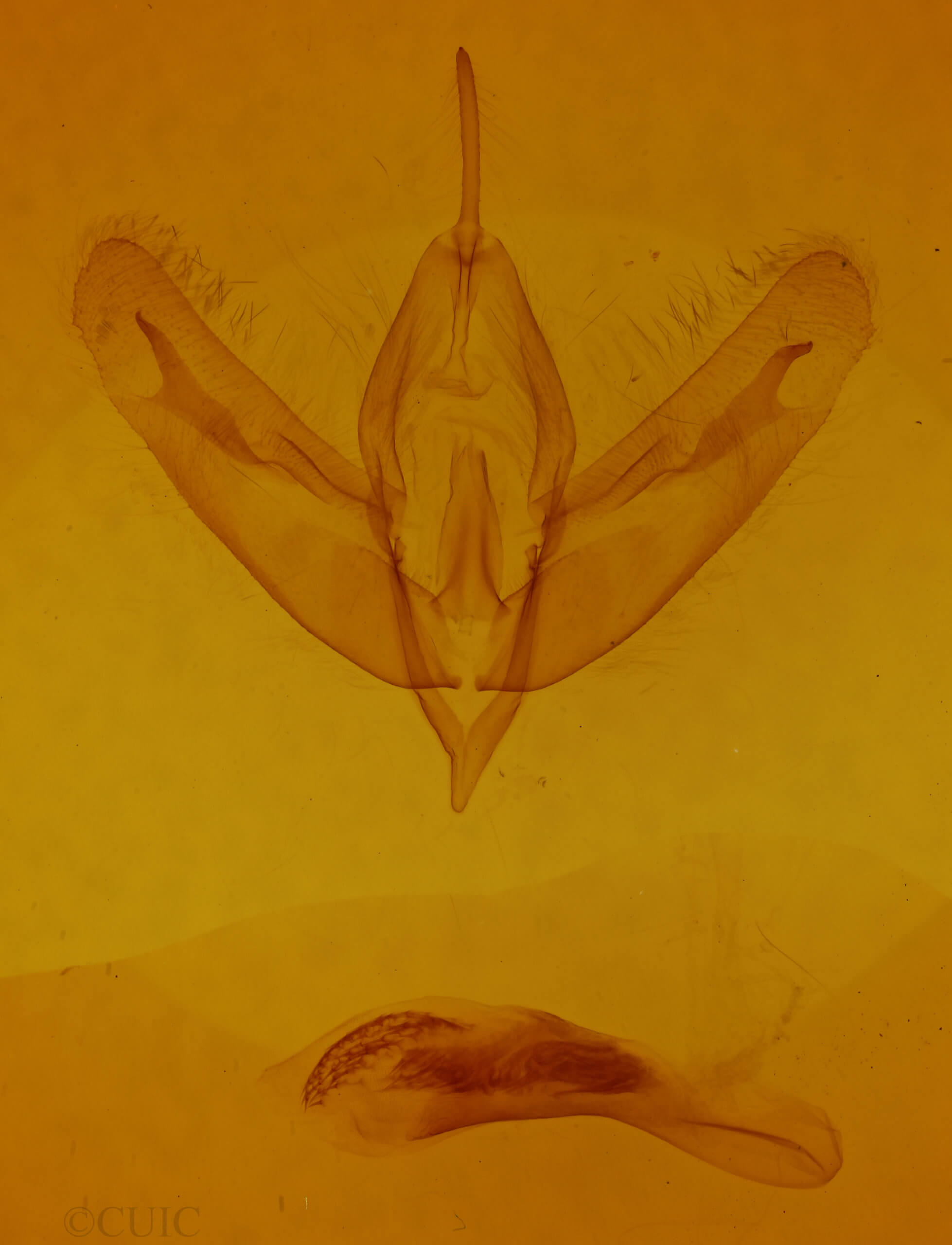 genitalia view of adult Acronicta increta