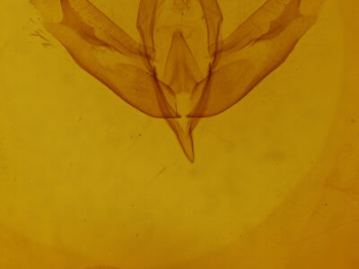 genitalia view of adult Acronicta increta