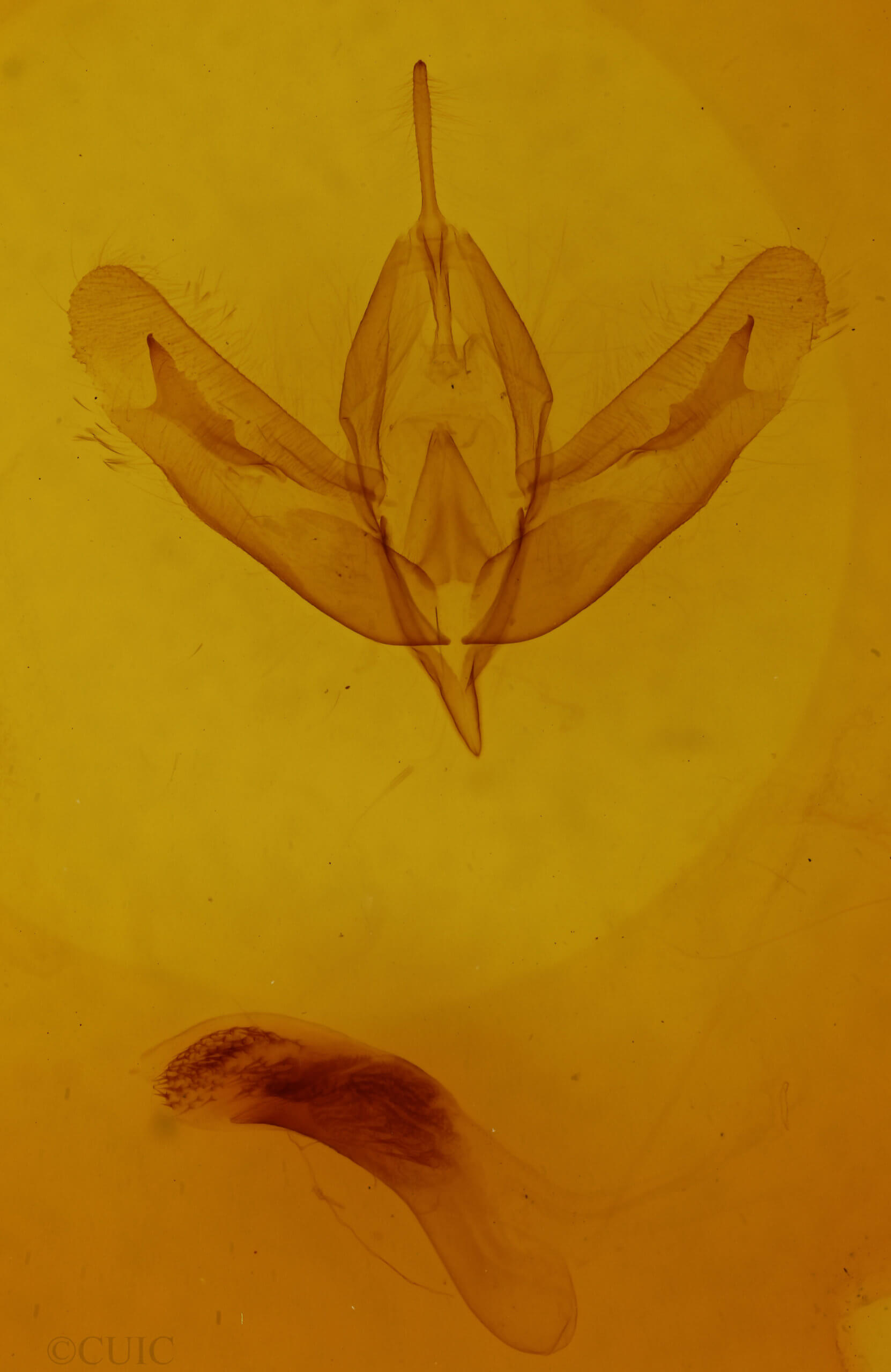 genitalia view of adult Acronicta increta