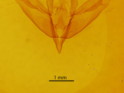 genitalia view of adult Acronicta increta