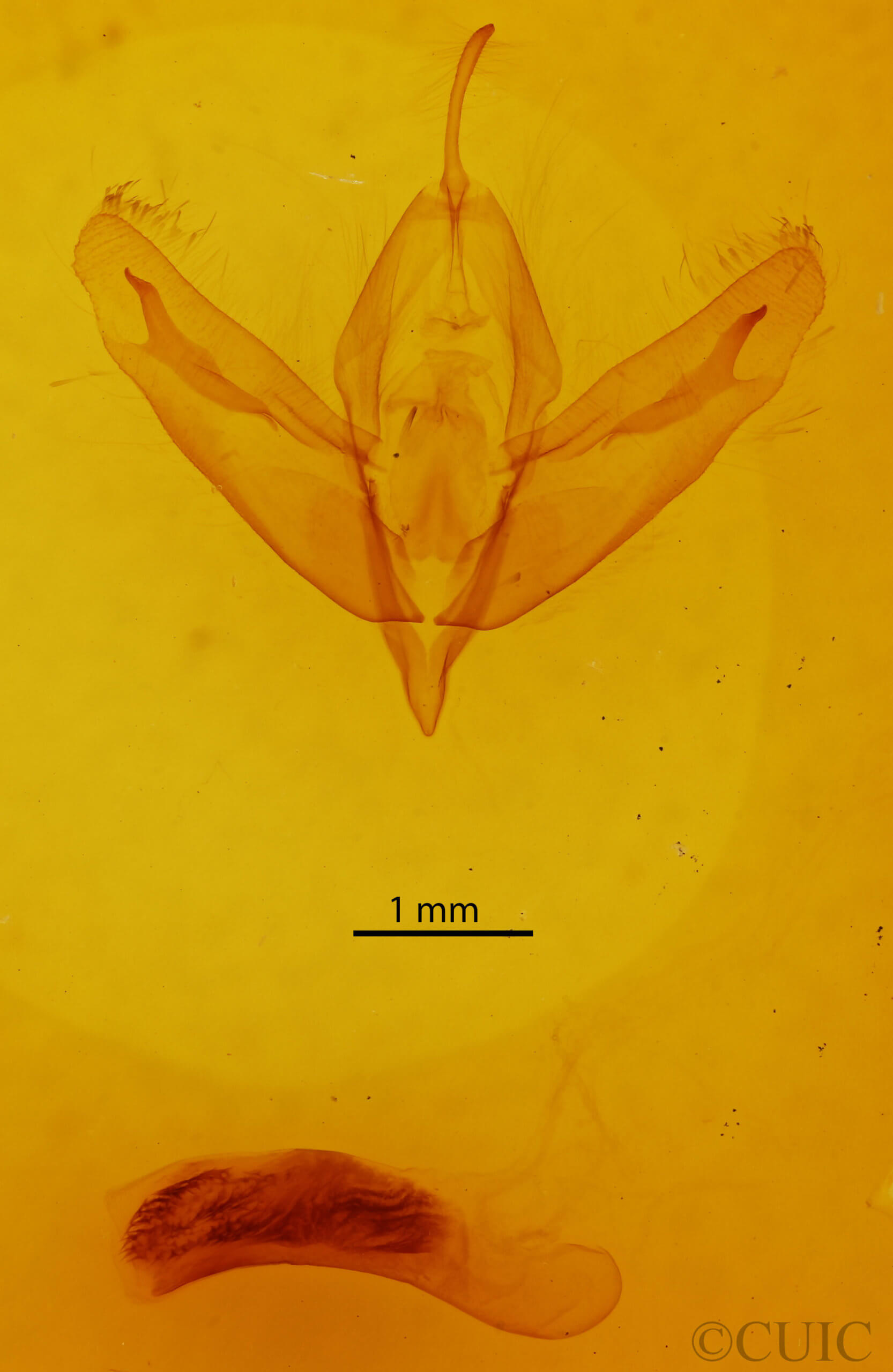 genitalia view of adult Acronicta increta