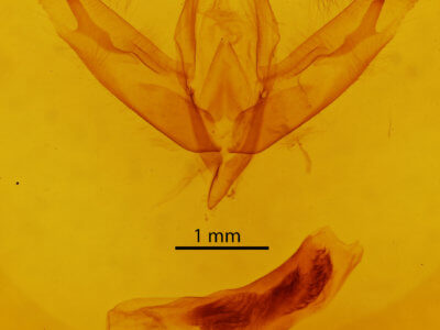 genitalia view of adult Acronicta increta