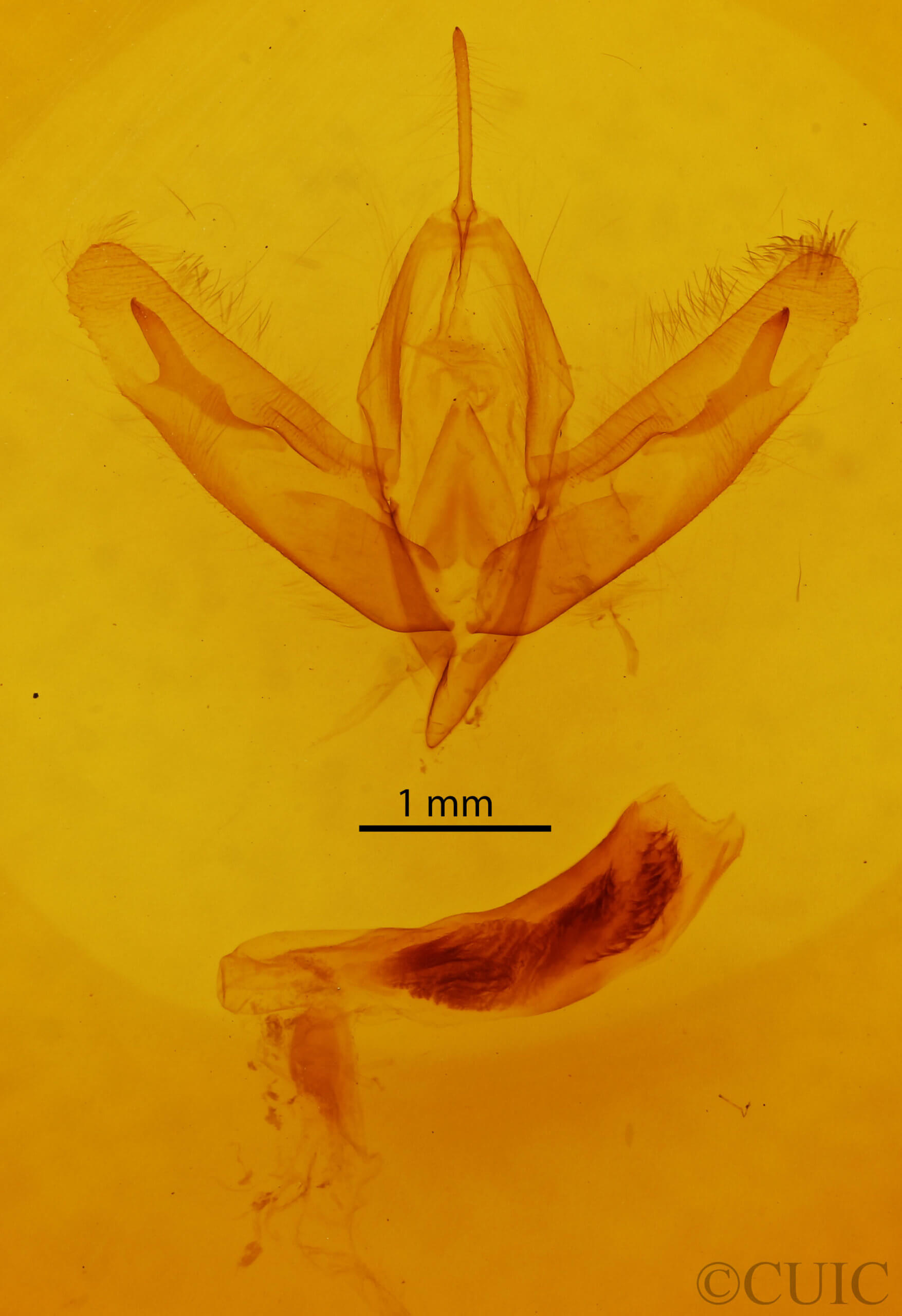 genitalia view of adult Acronicta increta