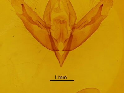 genitalia view of adult Acronicta increta