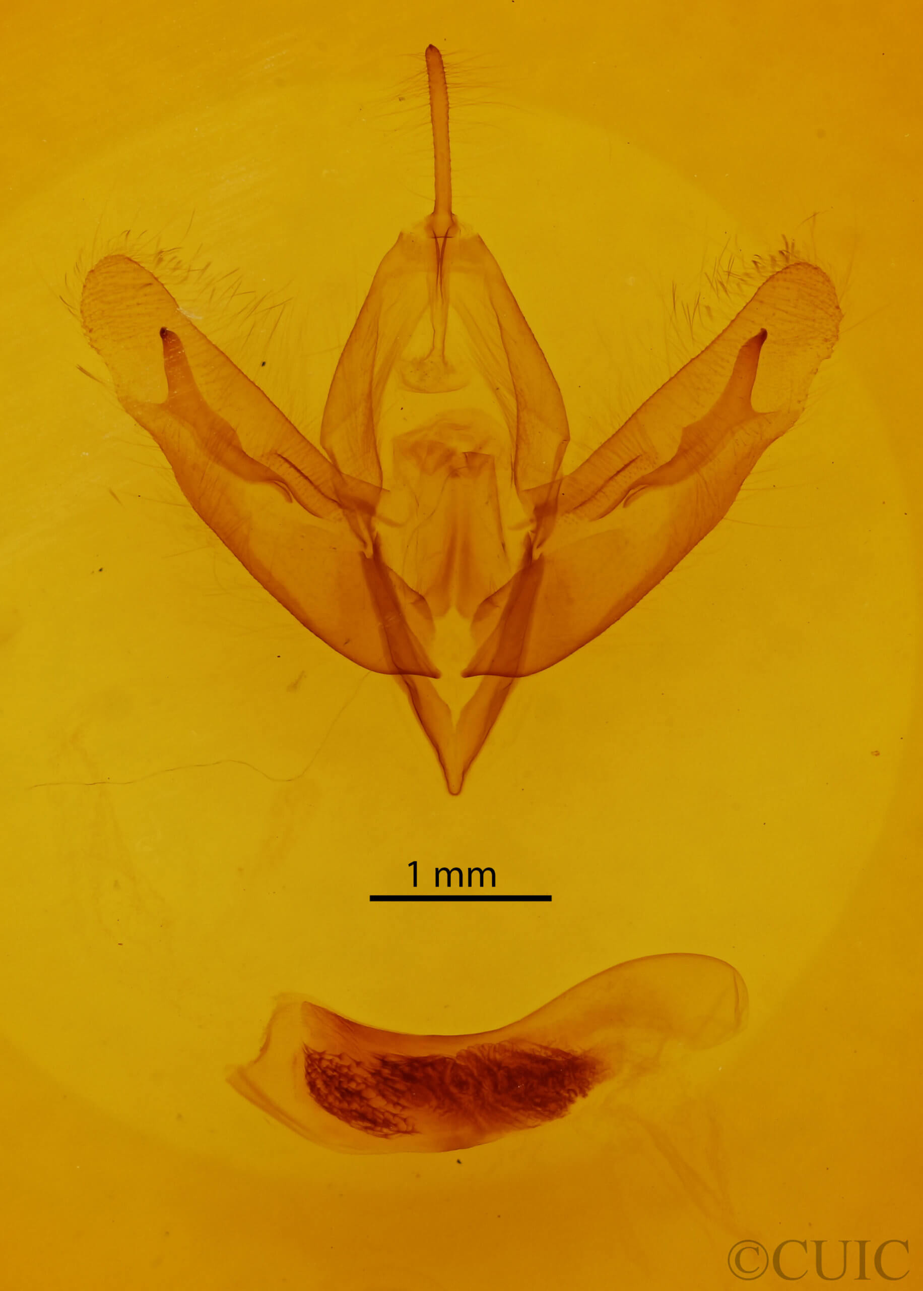 genitalia view of adult Acronicta increta