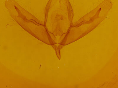 genitalia view of adult Acronicta increta