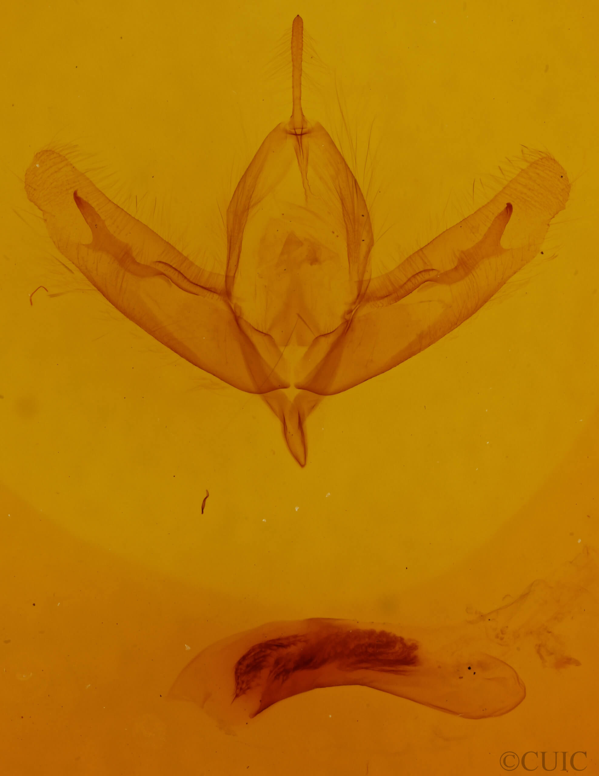 genitalia view of adult Acronicta increta