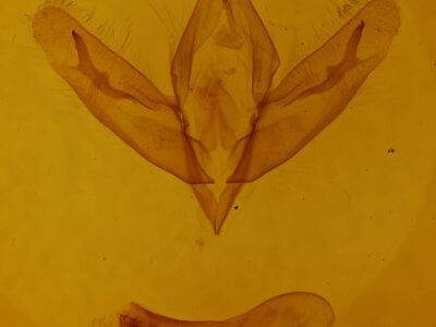 genitalia view of adult Acronicta increta