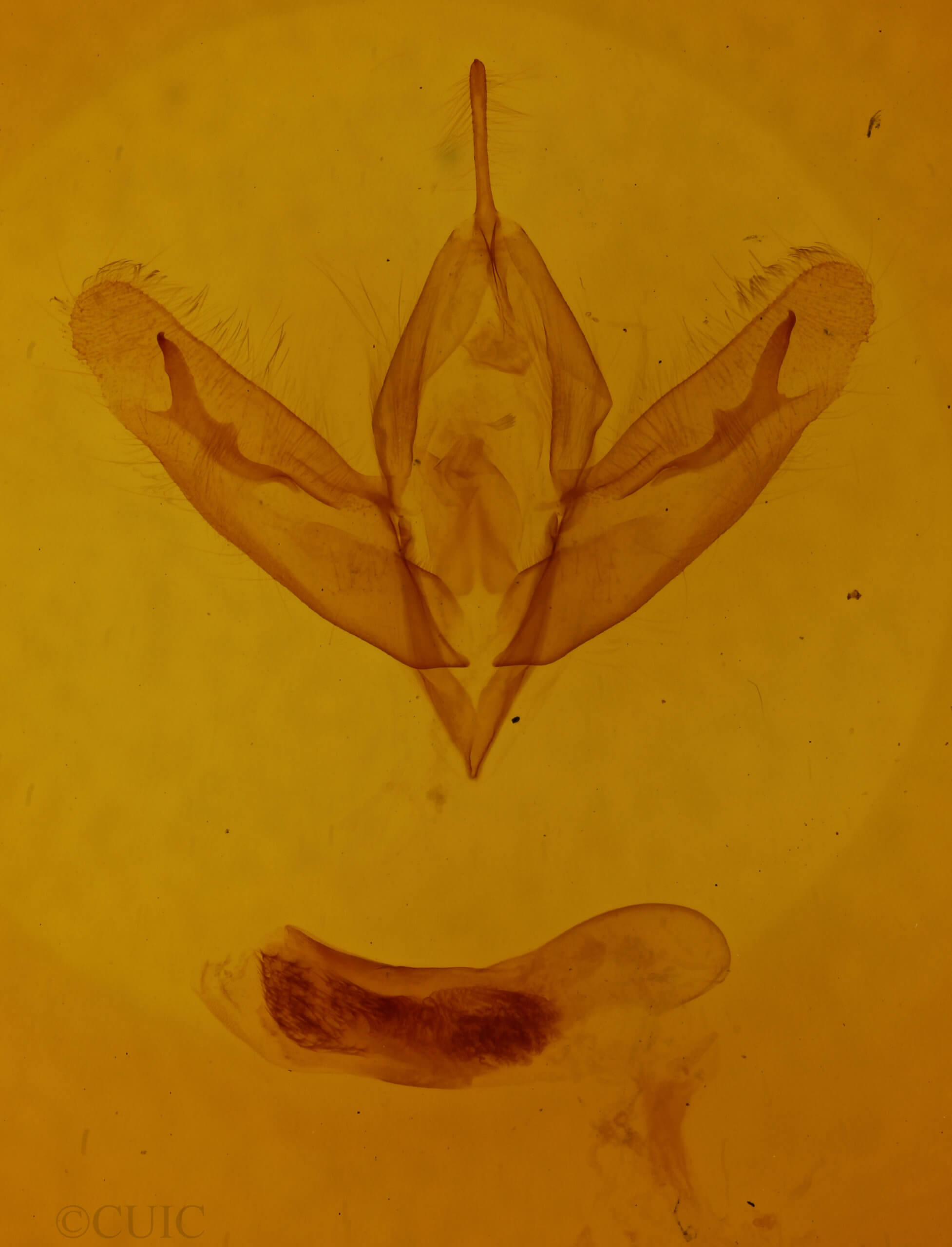 genitalia view of adult Acronicta increta