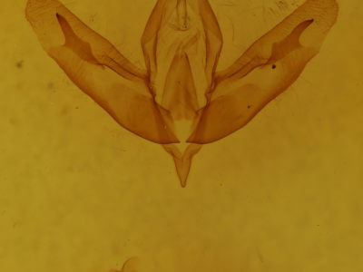 genitalia view of adult Acronicta increta