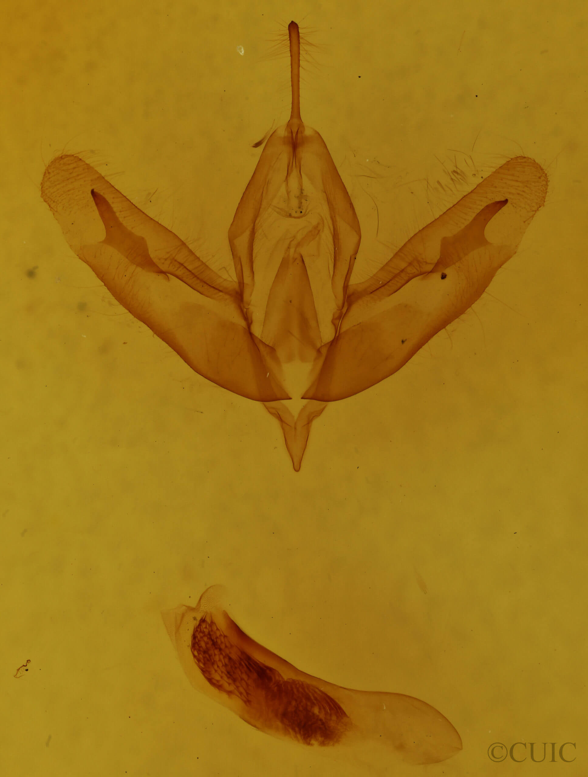 genitalia view of adult Acronicta increta