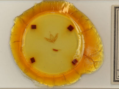 slide view of adult Acronicta increta