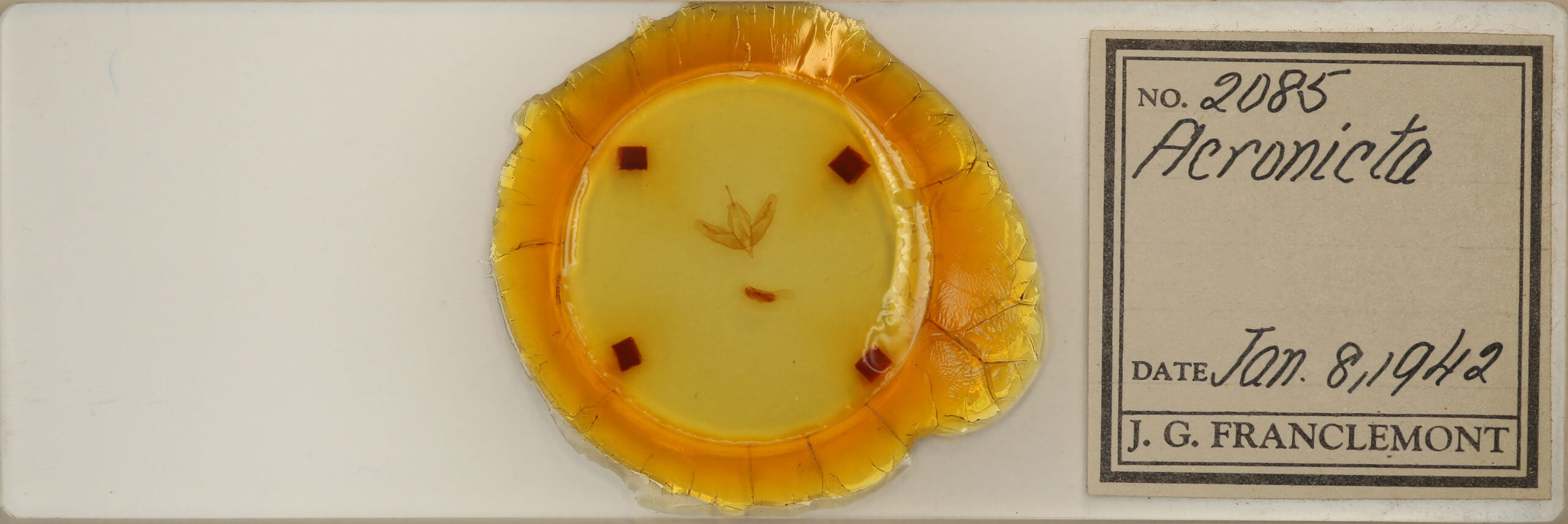 slide view of adult Acronicta increta