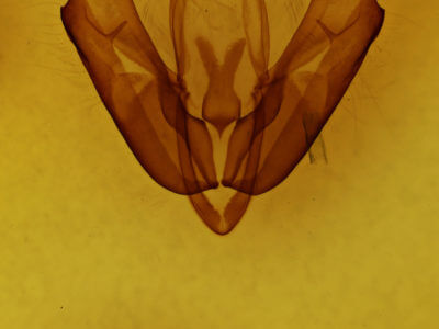 genitalia view of adult Acronicta innotata