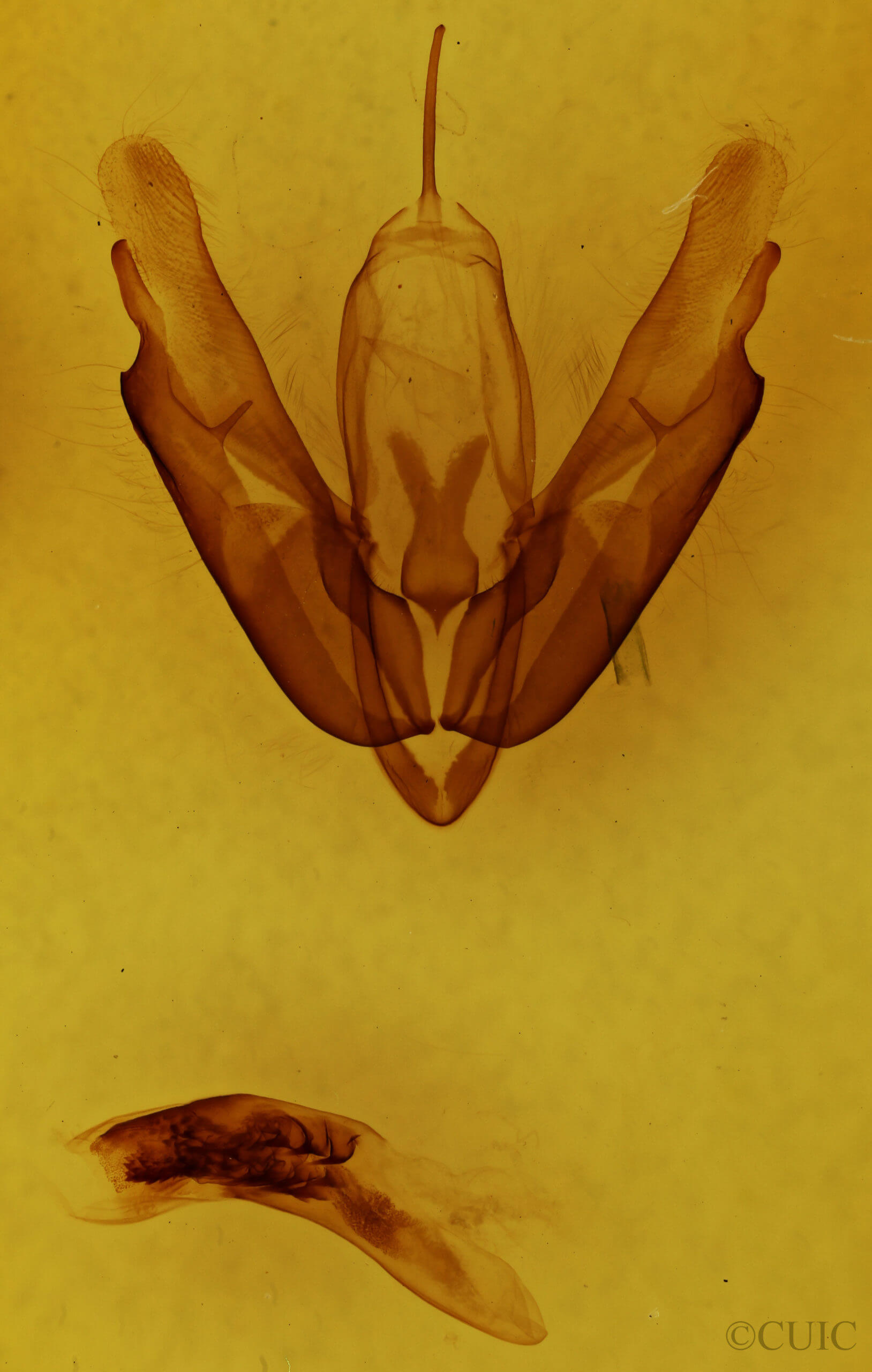 genitalia view of adult Acronicta innotata