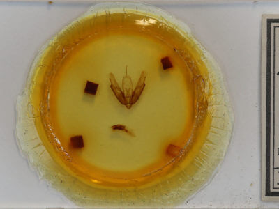slide view of adult Acronicta innotata