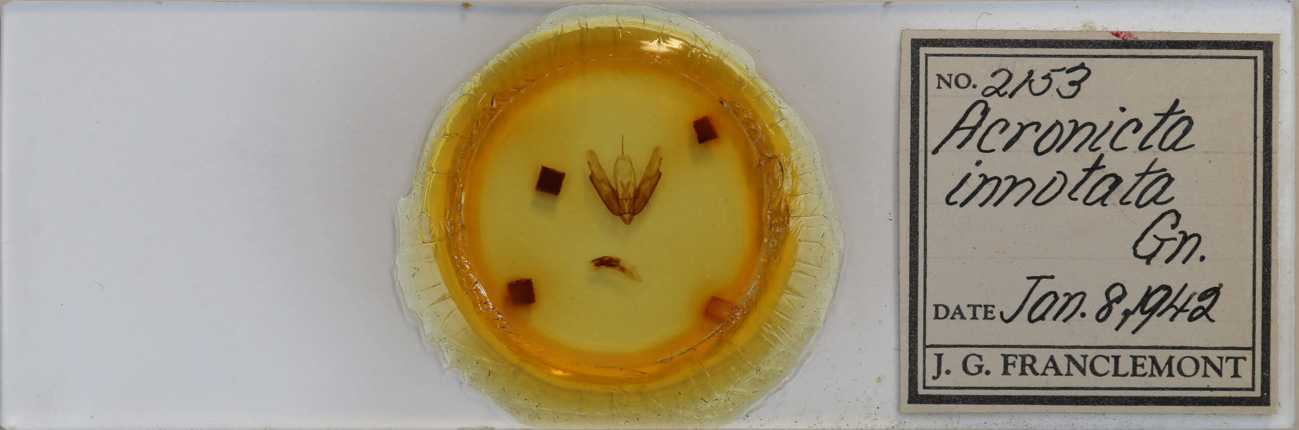 slide view of adult Acronicta innotata