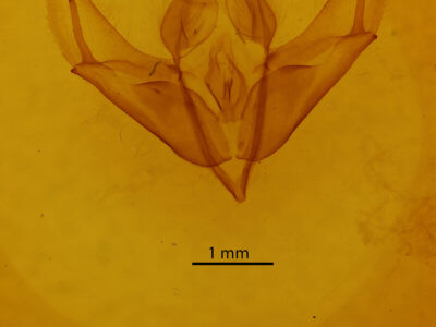 genitalia view of adult Acronicta longa
