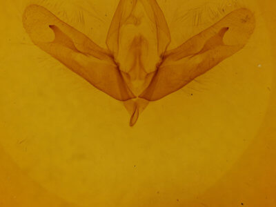 genitalia view of adult Acronicta increta