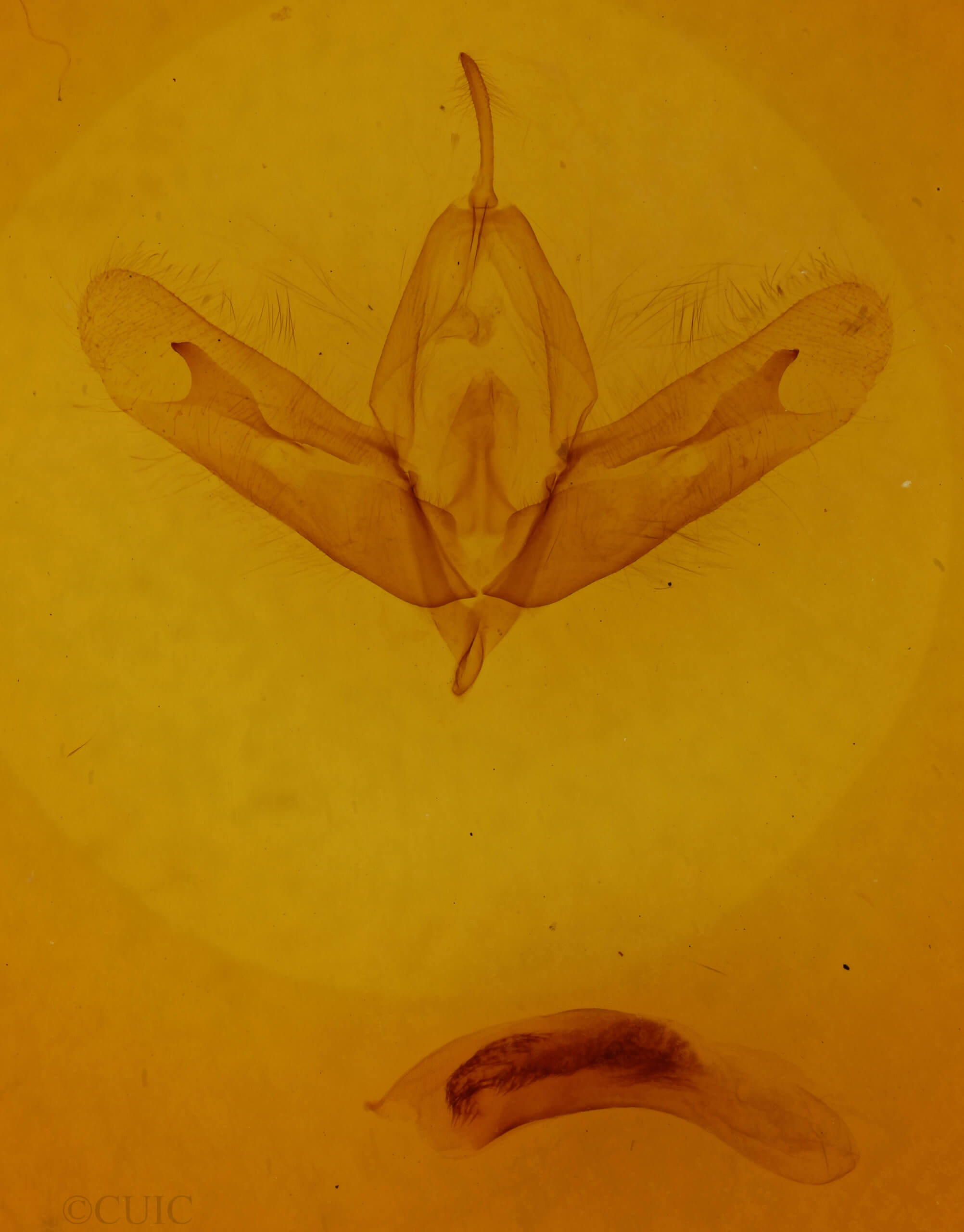 genitalia view of adult Acronicta increta