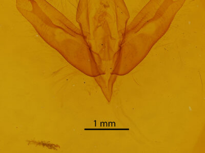 genitalia view of adult Acronicta modica