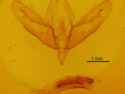 genitalia view of adult Acronicta modica