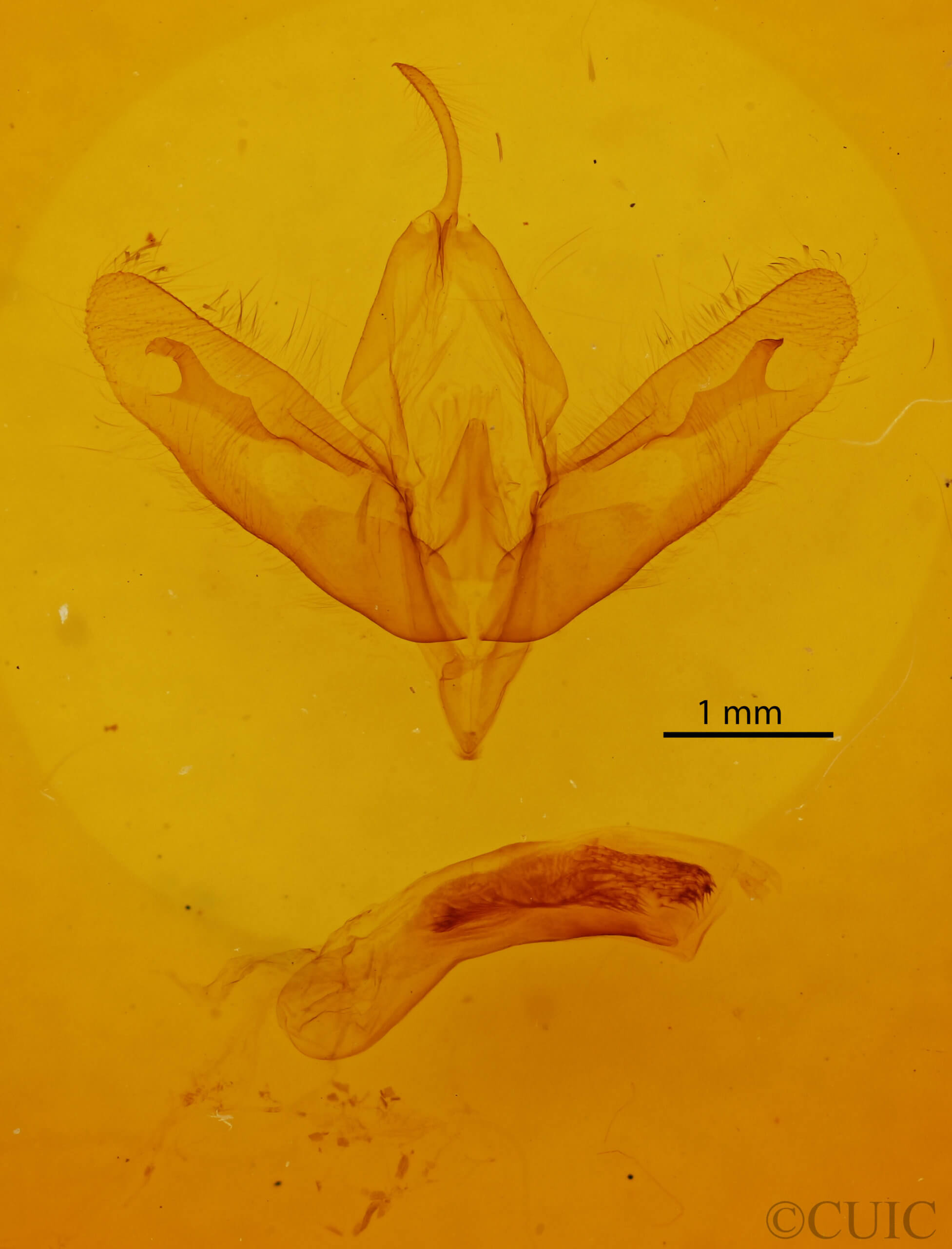 genitalia view of adult Acronicta modica
