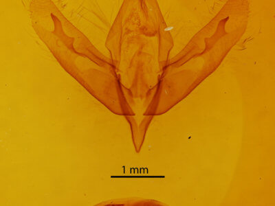 genitalia view of adult Acronicta modica