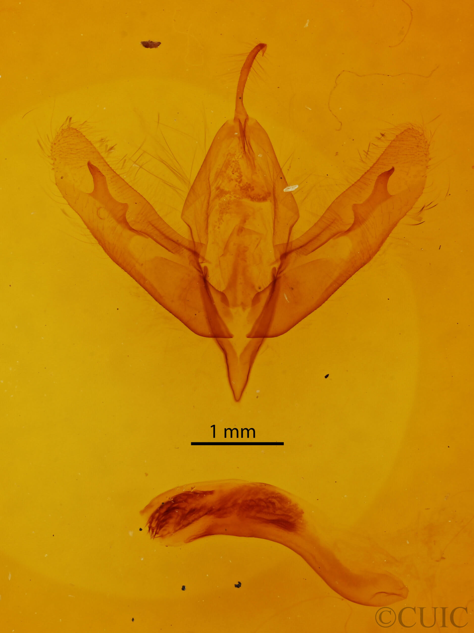 genitalia view of adult Acronicta modica