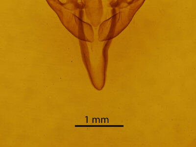 genitalia view of adult Acronicta retardata