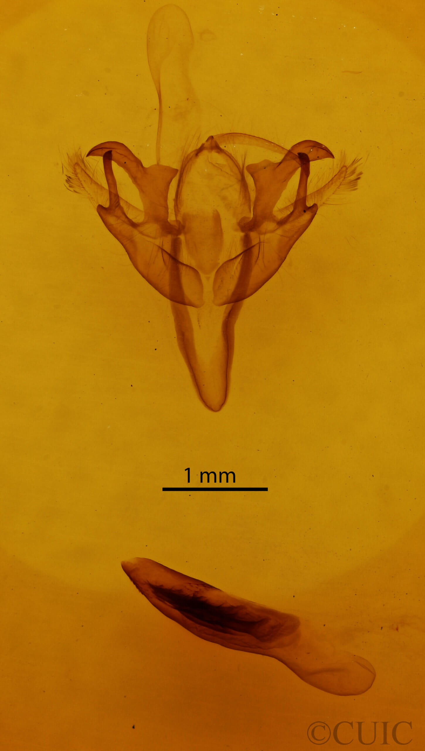 genitalia view of adult Acronicta retardata