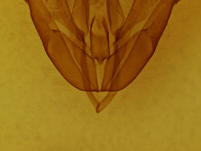 genitalia view of adult Acronicta subochrea