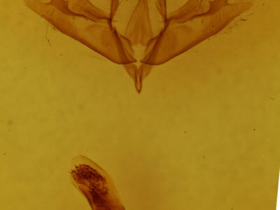 genitalia view of adult Acronicta tristis