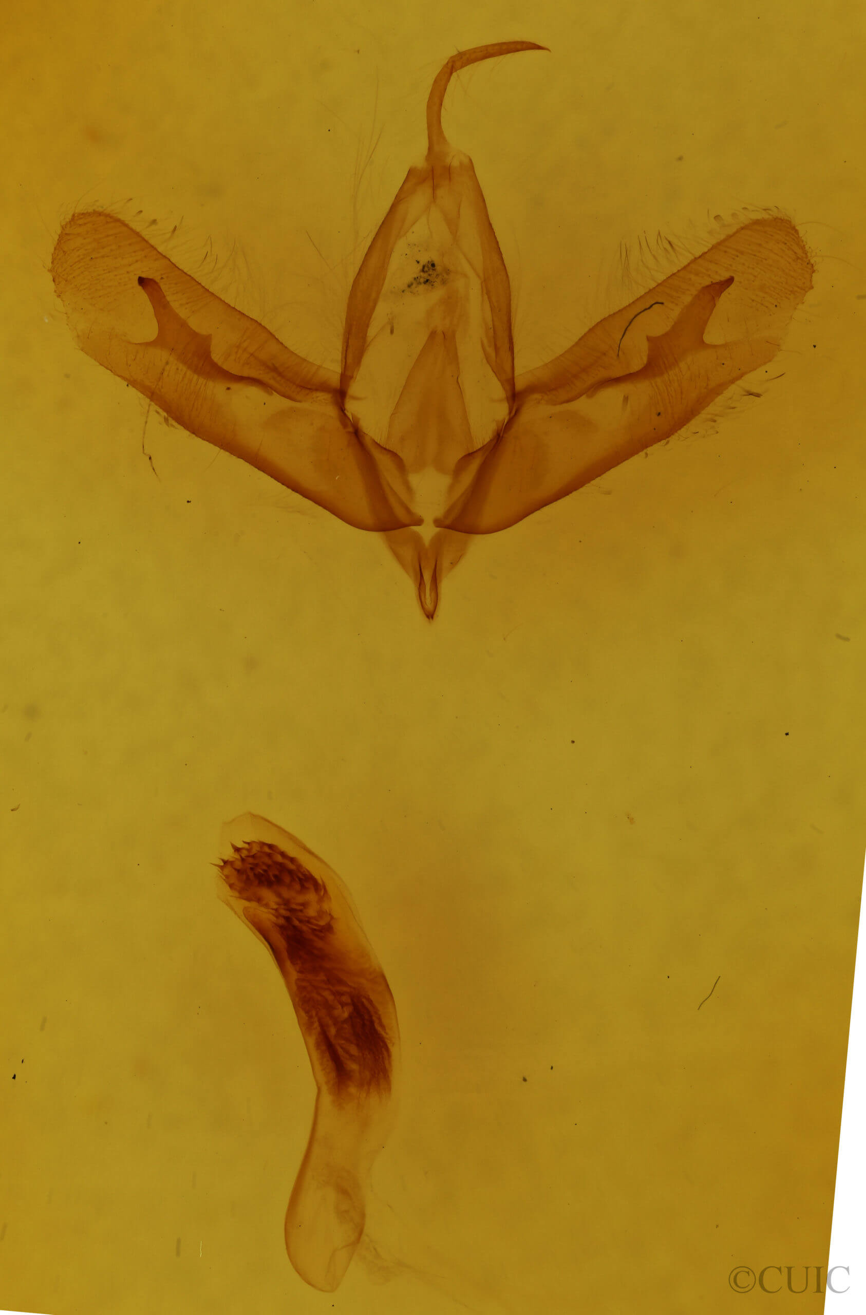 genitalia view of adult Acronicta tristis