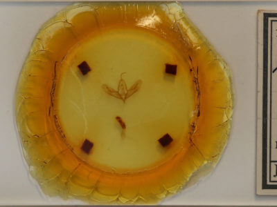 slide view of adult Acronicta tristis