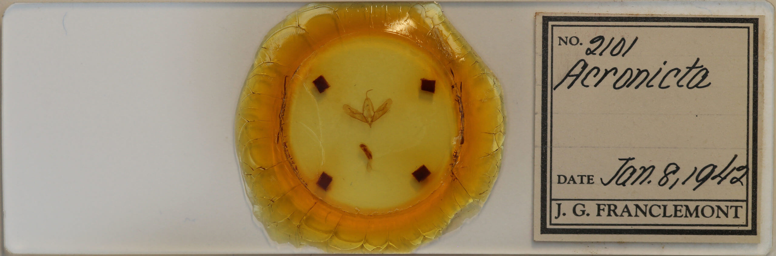 slide view of adult Acronicta tristis