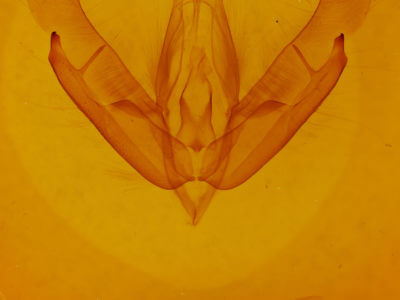 genitalia view of adult Acronicta tritona